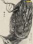 鱷魚街