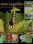 Owlet Caterpillars of Eastern North America